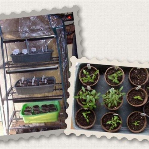 Splitting Tomatoes Image